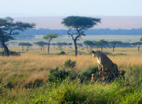 Leeuwin in de savanne